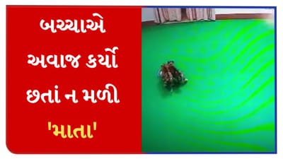 બચ્ચાને જંગલમાં છોડ્યા, અવાજ પણ કર્યો, છતાં વાઘણ ન મળી, હવે ડ્રોનથી શરૂ થશે શોધ