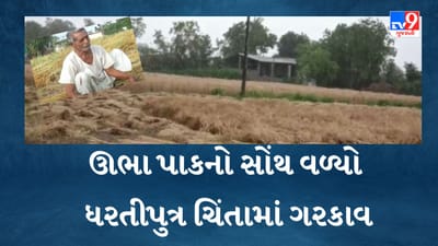 Gujarati video: બનાસકાંઠામાં 3 વાર કમોસમી વરસાદ થતા ઊભો પાક પાણીમાં વહી ગયો, ખેડૂતો બેહાલ