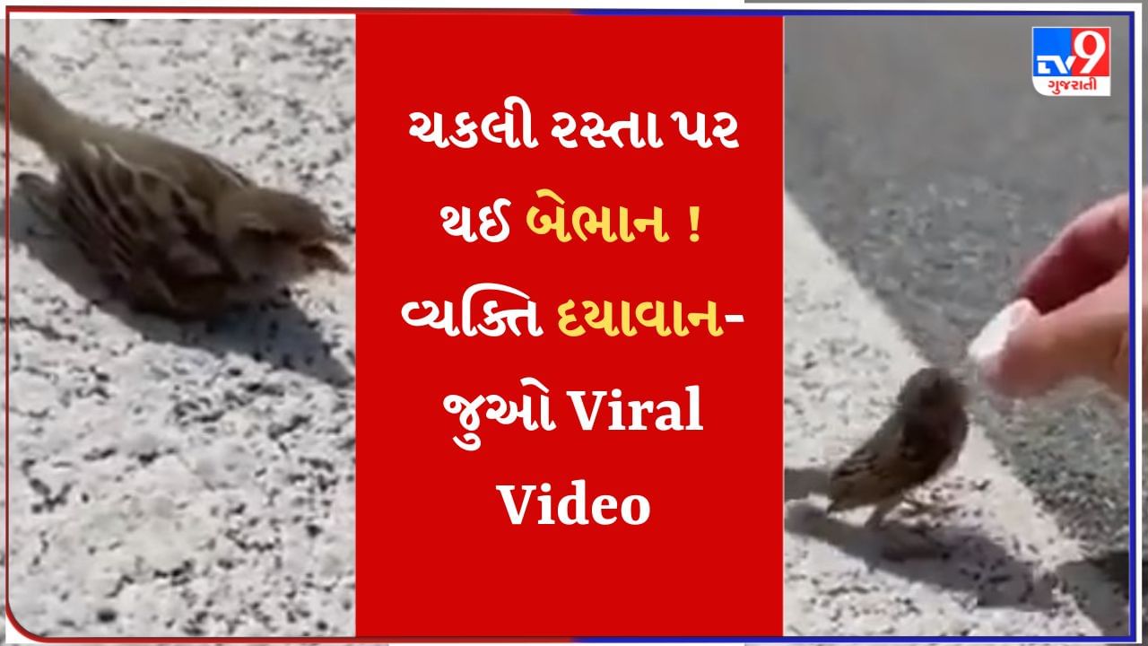 Bird Viral Video : ઉનાળામાં બિચારા પક્ષીઓ ત્રાહીમામ ! ગરમીથી ત્રસ્ત ચકલીને વ્યક્તિએ આપ્યું પાણી- જુઓ Viral Video