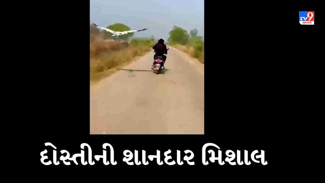 Bird Viral Video: વાહ...પક્ષીએ નિભાવી દોસ્તી, માણસને કર્યો ફેમસ, દર્શાવી કૃતઘ્નતા, Video થયો વાયરલ