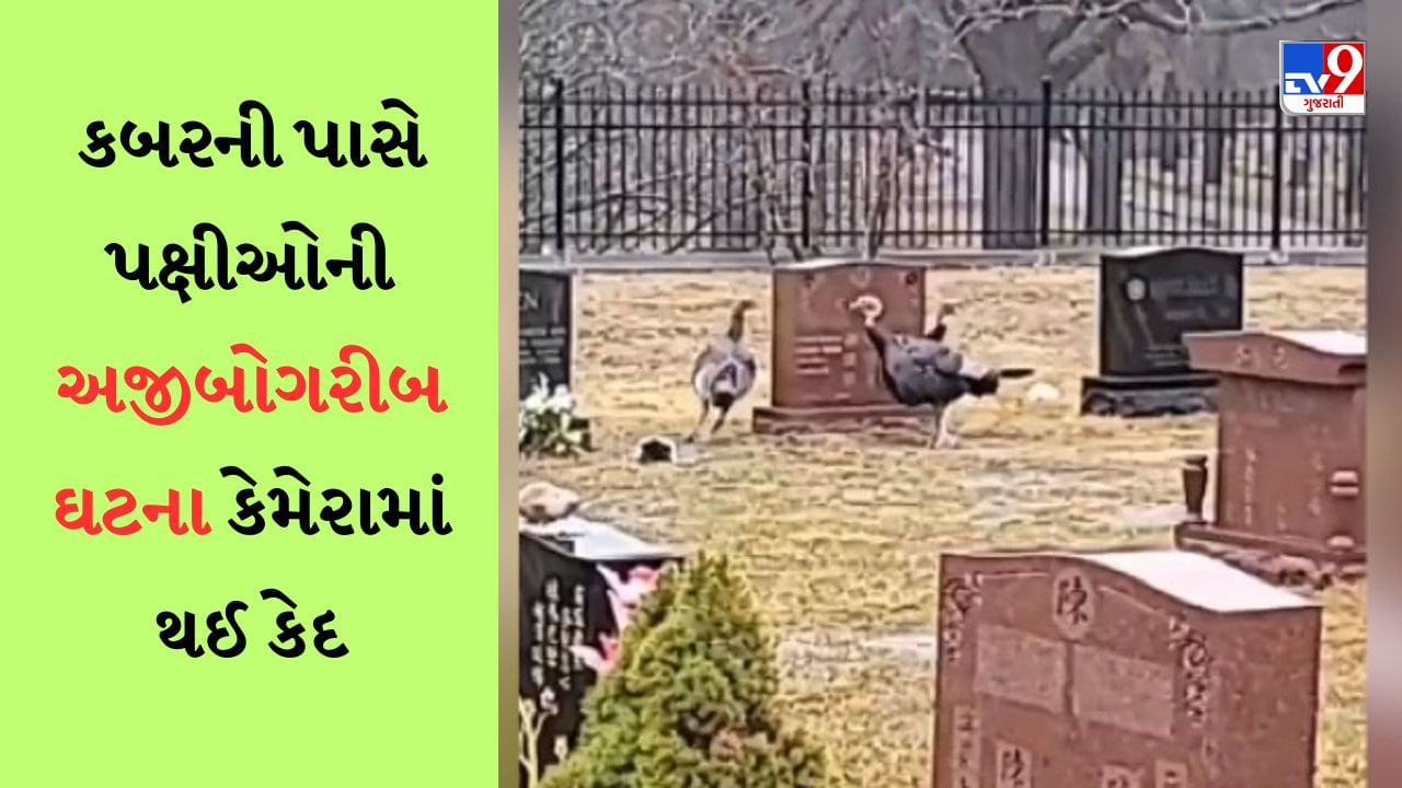 Bird Viral video : કબર પાસે પક્ષીઓ અજીબોગરીબ હરકત કરતા જોવા મળ્યા, વીડિયોએ લોકોને મુક્યા મૂંઝવણમાં