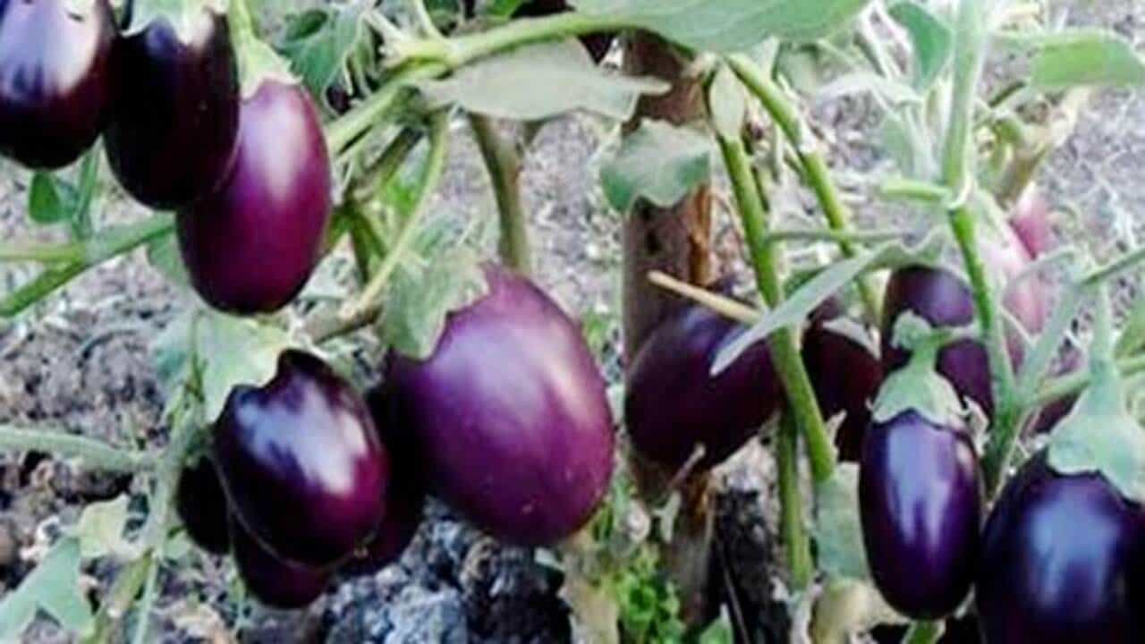 Gujarati video: વલસાડમાં ખેડૂતોની હાલત કફોડી, 10 મણ રીંગણનો ભાવ માત્ર 500 રૂપિયા, જુઓ Video