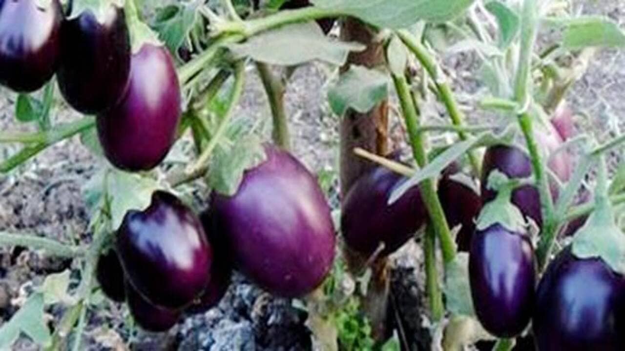 Gujarati video: વલસાડમાં ખેડૂતોની હાલત કફોડી, 10 મણ રીંગણનો ભાવ માત્ર 500 રૂપિયા, જુઓ Video