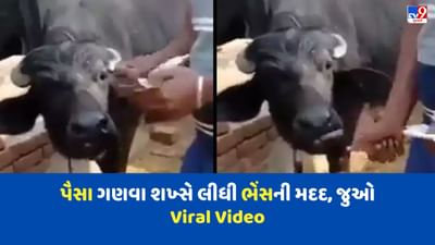 પૈસા ગણવા શખ્સે લીધી ભેંસની મદદ, Viral Video જોઈ યુઝર્સે કહ્યું 'આ તો નિન્જા ટેકનિક શોધી છે'