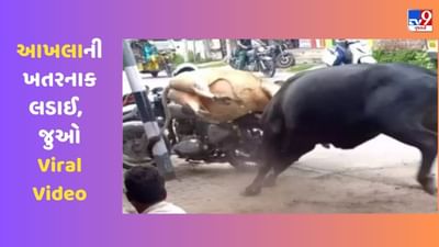 આખલાની આટલી ખતરનાક લડાઈ તમે ક્યારેય નહીં જોઈ હોય ! જુઓ Viral Video