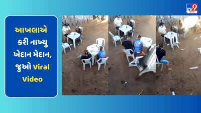 જમવાનો આનંદ માણી રહ્યા હતા લોકો, આખલાએ આવી કરી નાખ્યુ ખેદાન મેદાન, જુઓ Viral Video