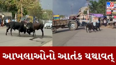 Gujarati Video : રાજુલામાં સતત બીજા દિવસે આખલાઓ જાહેરમાં બાખડ્યા, 20 મીનિટ સુધી વિસ્તારને બાનમાં લીધો