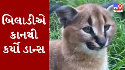 Viral Video : બિલાડીએ તેના કાનથી કરી બતાવ્યો અદ્દભૂત બ્રેક ડાન્સ, સોશિયલ મીડિયા પર વીડિયોએ મચાવી ધૂમ