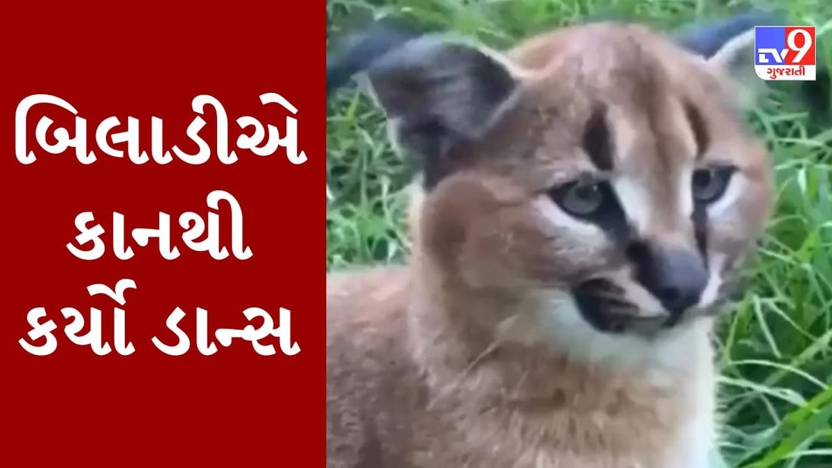 Viral Video : બિલાડીએ તેના કાનથી કરી બતાવ્યો અદ્દભૂત બ્રેક ડાન્સ, સોશિયલ મીડિયા પર વીડિયોએ મચાવી ધૂમ