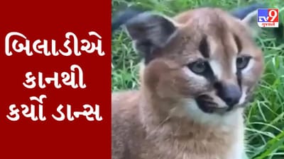 Viral Video : બિલાડીએ તેના કાનથી કરી બતાવ્યો અદ્દભૂત બ્રેક ડાન્સ, સોશિયલ મીડિયા પર વીડિયોએ મચાવી ધૂમ
