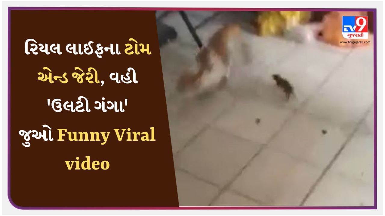 Animal Viral video : ગજબ ! ઉંદરે બિલાડી પર કર્યો અટેક, પોતાનો જીવ બચાવવા બિલાડી ઘરમાં દોડતી રહી