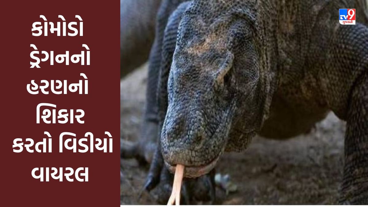 Viral Video : કોમોડો ડ્રેગને એક જ ઝપટમાં કર્યો હરણનો શિકાર, ખતરનાક Video સોશિયલ મીડિયા પર વાયરલ Viral Video : કોમોડો ડ્રેગને એક જ ઝપટમાં કર્યો હરણનો શિકાર, ખતરનાક Video સોશિયલ મીડિયા પર વાયરલ