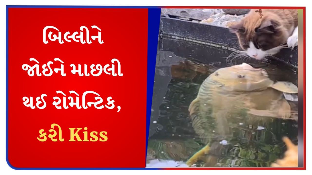 બિલાડીને જોઈને માછલી થઈ રોમેન્ટિક, આવી રીતે Kiss કરવા લાગી; જુઓ Cute Viral Video