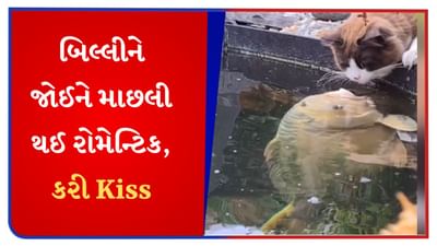 બિલાડીને જોઈને માછલી થઈ રોમેન્ટિક, આવી રીતે Kiss કરવા લાગી; જુઓ Cute Viral Video