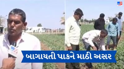 Gujarati Video: ડીસામાં કમોસમી વરસાદના કહેરથી 400 હેક્ટરમાં વાવેલી સક્કરટેટીને નુકસાન Gujarati Video: ડીસામાં કમોસમી વરસાદના કહેરથી 400 હેક્ટરમાં વાવેલી સક્કરટેટીને નુકસાન