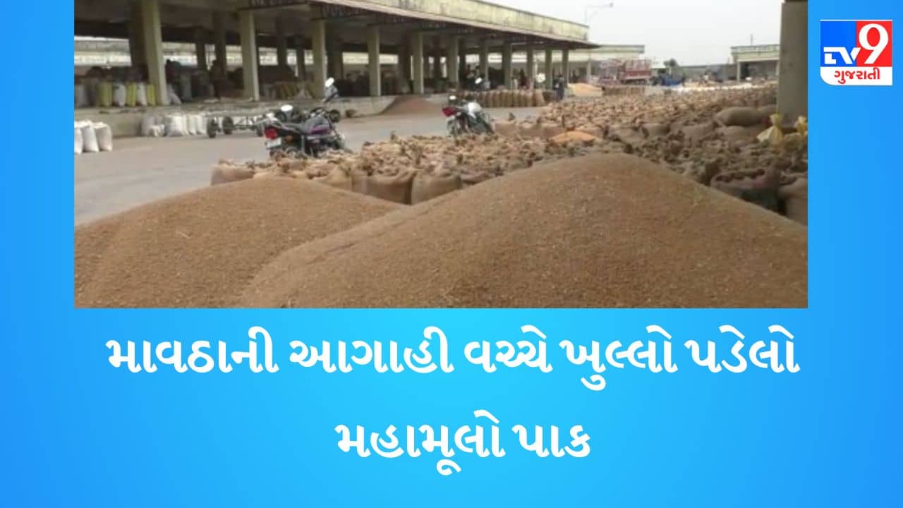 Gujarati video: ધોરાજી યાર્ડમાં મહામૂલી જણસી ખુલ્લી પડી છે, નુકસાન થાય તો કોણ જવાબદાર? જુઓ Video