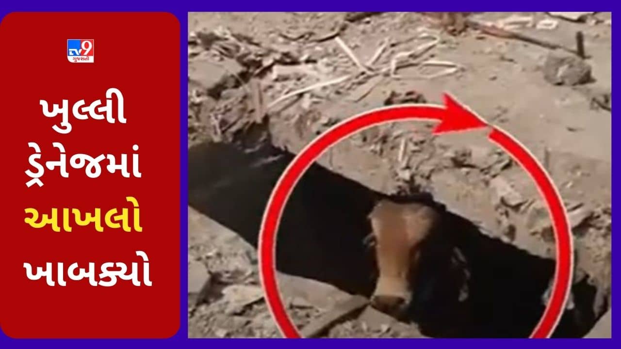Gujarati VIDEO : હવે પશુઓનો વારો ! રાજકોટમાં ખુલ્લી ડ્રેનેજમાં આખલો ખાબક્યો, મહામુસીબતે રેસક્યુ કરાયુ, જુઓ VIDEO