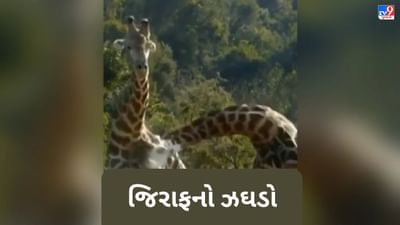 Viral Video : શું તમે ક્યારેય જિરાફની લડાઈ જોઈ છે? આ વીડિયો જોશો તો હસવાનું નહીં રોકી શકો