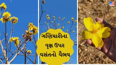 Dahod: દુલર્ભ ગણાતા અને લુપ્ત થવાને આરે આવેલા ગલગલના વૃક્ષ ઉપર ખીલ્યા ઔષધિય ગુણ ધરાવતા પીળા ફૂલ