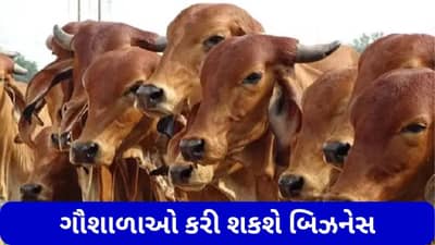 રખડતા ઢોરની સમસ્યાથી મળશે છુટકારો, નીતિ આયોગે બનાવી યોજના, હવે ગૌશાળાઓ પણ કરી શકશે બિઝનેસ