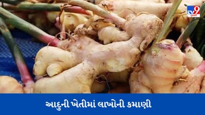 આદુની ખેતીથી ખેડૂતોને લાખોની કમાણી થાય છે, વાવણી શરૂ કરતા પહેલા આ કામ કરવું જરૂરી