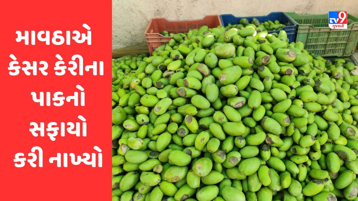 Gir Somnath : માવઠાએ કેસર કેરીનો સફાયો કરી નાખ્યો, માત્ર 25 ટકા જ પાક બચ્યો, જુઓ Video