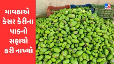 Gir Somnath : માવઠાએ કેસર કેરીનો સફાયો કરી નાખ્યો, માત્ર 25 ટકા જ પાક બચ્યો, જુઓ Video