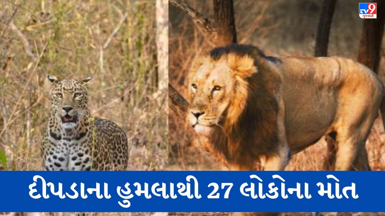 Gandhinagar: સરકારે વિધાનસભામાં સ્વીકાર્યું કે 2 વર્ષમાં દીપડાના હુમલામાં 27 માનવ મૃત્યુ, સિંહના હુમલામાં 7 માનવ મૃત્યુ થયા