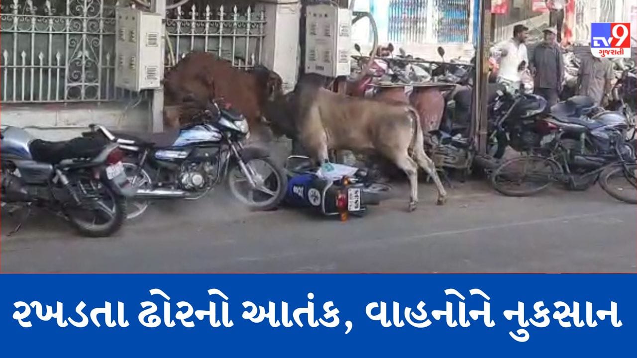 Gujarati video જામનગરમાં આખલાઓએ ધીંગાણું કરતા વાહનોને પહોંચાડયું