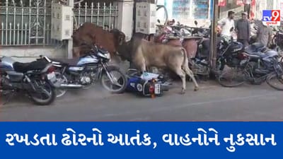 Gujarati video: જામનગરમાં આખલાઓએ ધીંગાણું કરતા વાહનોને પહોંચાડયું નુકસાન, જુઓ વાયરલ Video Gujarati video: જામનગરમાં આખલાઓએ ધીંગાણું કરતા વાહનોને પહોંચાડયું નુકસાન, જુઓ વાયરલ Video