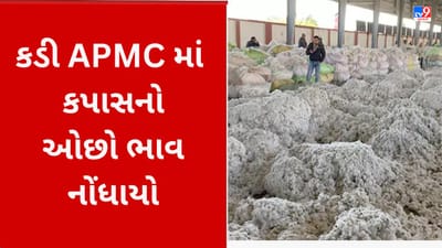 Gujarati VIDEO : કડી APMC માં ગત વર્ષની સરખામણીએ કપાસનો ઓછો ભાવ નોંધાતા જગતનો તાત પરેશાન Gujarati VIDEO : કડી APMC માં ગત વર્ષની સરખામણીએ કપાસનો ઓછો ભાવ નોંધાતા જગતનો તાત પરેશાન