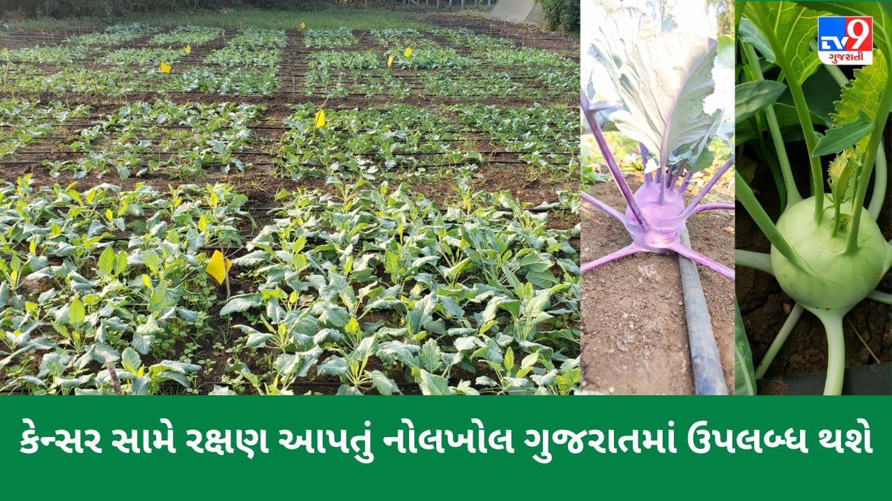 કેન્સર સામે રક્ષણ આપતું નોલખોલ ગુજરાતમાં ઉપલબ્ધ થશે, ઠંડા પ્રદેશમાંજ ઉગતી વનસ્પતિની ભરૂચમાં ખેતીનો પ્રયોગ સફળ રહ્યો