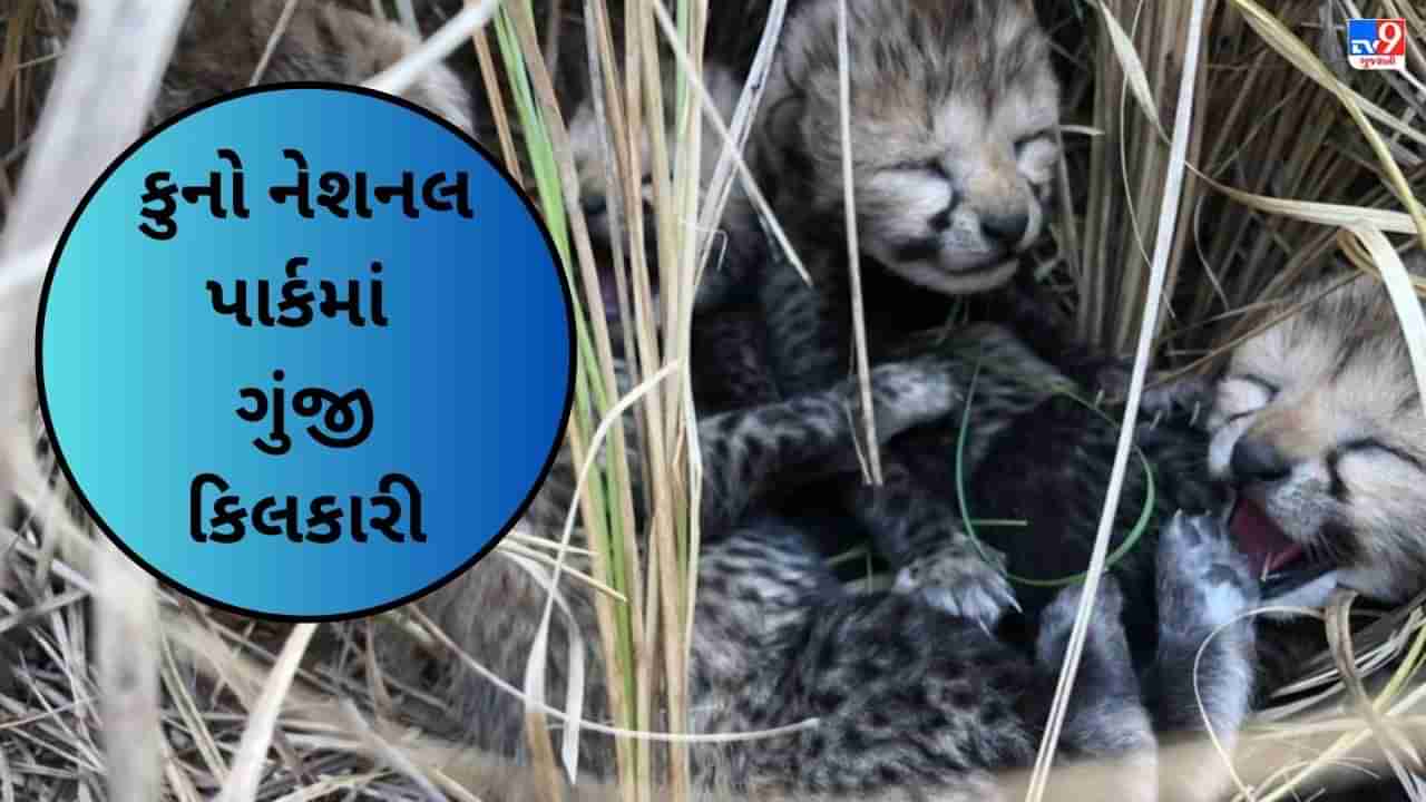 સારા સમાચાર....કુનો નેશનલ પાર્કમાં ચિત્તાએ 4 બચ્ચાને આપ્યો જન્મ, વાંચો હવે પરિવારમાં કેટલા સભ્ય ?