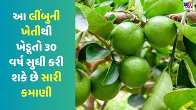 ઓછા ખર્ચે વધુ નફો, આ લીંબુની ખેતીથી ખેડૂતો 30 વર્ષ સુધી કરી શકે છે સારી કમાણી