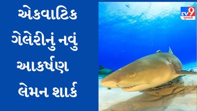 Ahmedabad: સાયન્સ સિટી એક્વાટિક ગેલેરીમાં નવું આકર્ષણ બનશે 6 ફૂટ લાંબી 3 લેમન શાર્ક