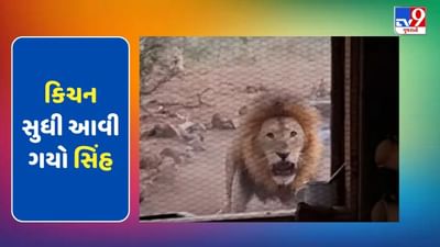 કિચન સુધી આવી ગયો સિંહ, ગર્જના સાંભળી લોકો ધ્રુજી ગયા, જુઓ Viral Video