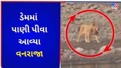 રહેણાંક વિસ્તારમાં ડાલામથ્થાની ડણક ! ડેમમાં પાણી પી ને આરામ ફરમાવતા જોવા મળ્યા સિંહ, જુઓ VIDEO