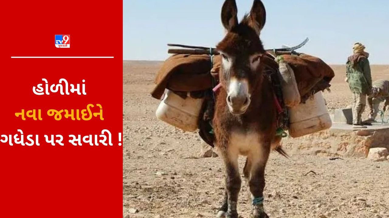 ગજબ હોં બાકી ! આ જિલ્લામાં હોળીના દિવસે નવા જમાઈની અનોખી ખાતિરદારી, ગધેડા પર સવાર કરાય છે જમાઈ રાજાને