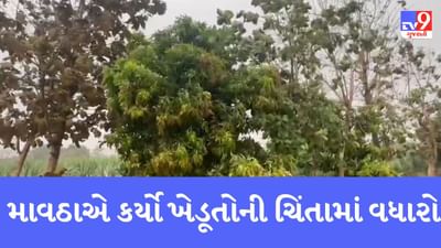 Gujarati Video : બાગાયતી વિસ્તાર નવસારીમાં કેરી અને ચીકુના પાકને ભારે નુકસાન, ખેડૂતોને 90 ટકા પાક નિષ્ફળ જવાની ભીતિ