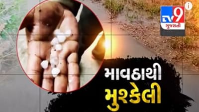Gujarati VIDEO : માવઠાનો માર ! જસદણ પંથકમાં છેલ્લા બે દિવસમાં વરસેલા વરસાદે ખેડૂતોની મહેનત પર પાણી ફેરવી દીધુ Gujarati VIDEO : માવઠાનો માર ! જસદણ પંથકમાં છેલ્લા બે દિવસમાં વરસેલા વરસાદે ખેડૂતોની મહેનત પર પાણી ફેરવી દીધુ