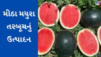 Mehsana: પ્રાકૃતિક ખેતી દ્વારા તરબૂચનું મબલખ ઉત્પાદન,1.40 લાખનો માતબર નફો, જાણો મહેસાણાના ખેડૂતની સકસેસ સ્ટોરી