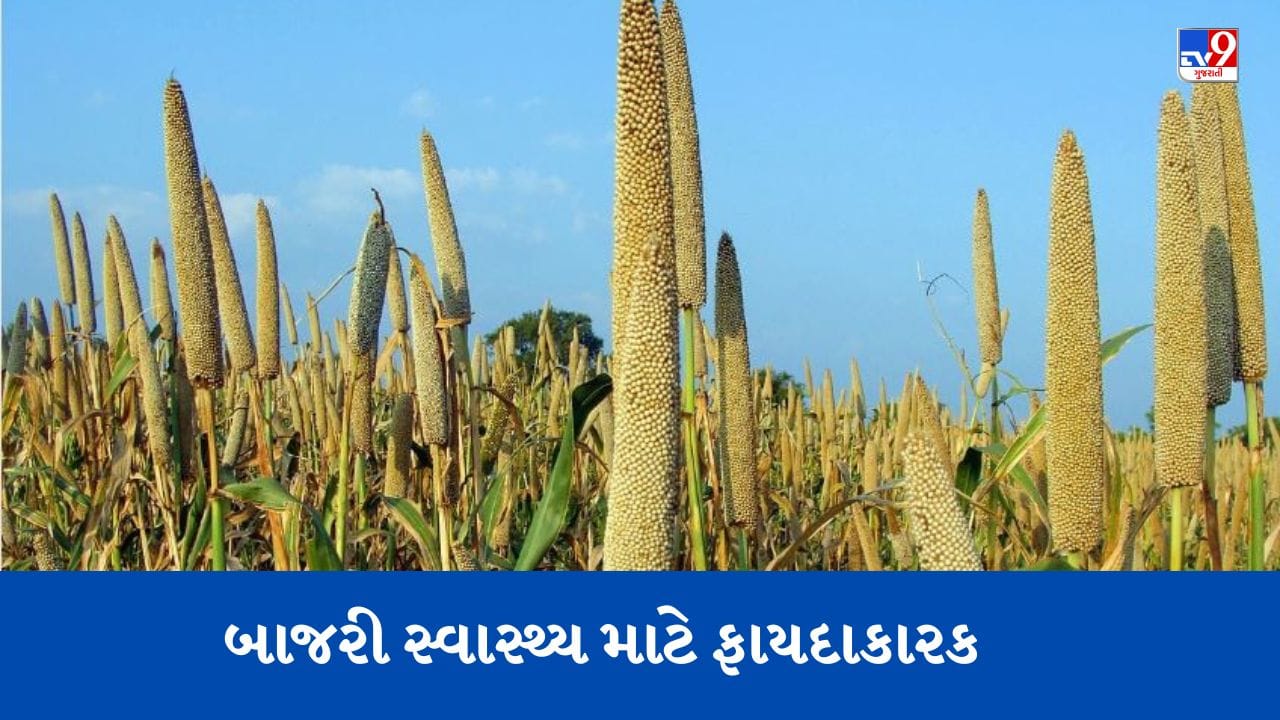 દુનિયાએ પણ સ્વીકારી બાજરીની 'શક્તિ', વાળને ખરતા અટકાવવામાં પણ ફાયદાકારક!
