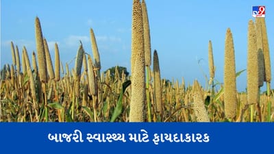 દુનિયાએ પણ સ્વીકારી બાજરીની 'શક્તિ', વાળને ખરતા અટકાવવામાં પણ ફાયદાકારક!