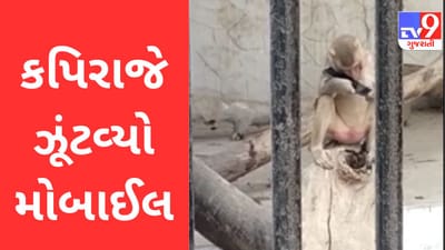 Gujarati Video: લો બોલો... કપિરાજે પ્રવાસીના હાથમાંથી ઝૂંટવી લીધો મોબાઈલ