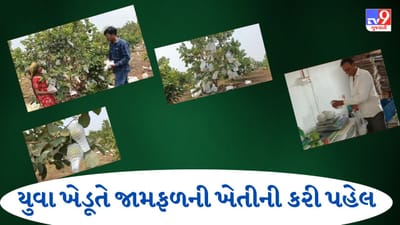 Narmada: જામફળની સફળ ખેતી કરીને આ ખેડૂત યુવકે અન્ય ખેડૂતોને પણ કર્યું દિશાસૂચન