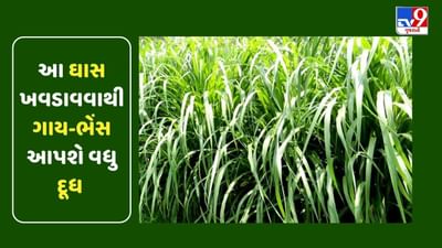 આ ઘાસ ખવડાવવાથી પશુની દૂધ આપવાની ક્ષમતા 10 થી 15 ટકા વધી જશે, પશુપાલકો થઈ જશે માલામાલ
