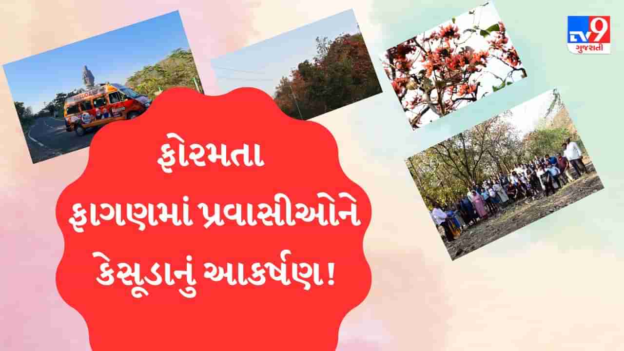 Narmada: સ્ટેચ્યૂ ઓફ યુનિટીમાં પ્રવાસીઓ માટે આકર્ષણ બનેલી કેસૂડા ટૂર, પ્રવાસીઓ જાણે છે કેસૂડા અંગેની ઔષધિય વિગતો