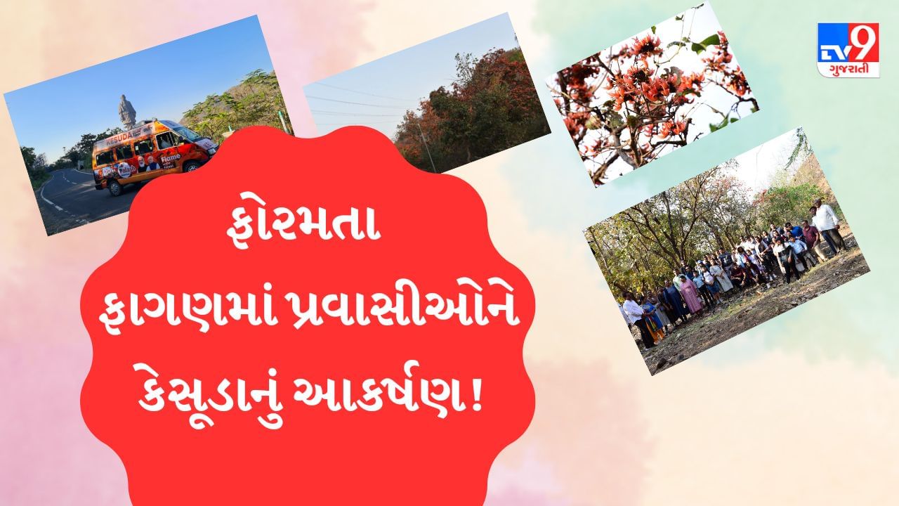 Narmada: સ્ટેચ્યૂ ઓફ યુનિટીમાં પ્રવાસીઓ માટે આકર્ષણ બનેલી કેસૂડા ટૂર, પ્રવાસીઓ જાણે છે કેસૂડા અંગેની ઔષધિય વિગતો