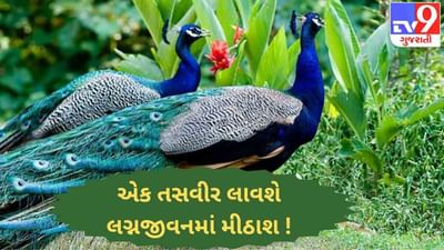 Vastu Tips એક તસવીર લાવશે લગ્નજીવનમાં મીઠાશ ! જાણો ઘરમાં કઈ તસવીર રાખવી શુભ અને કઈ અશુભ ?