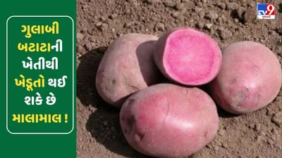 ગુલાબી બટાટાની ખેતીથી ખેડૂતો થઈ શકે છે માલામાલ, માત્ર 80 દિવસમાં તૈયાર થઈ જાય છે પાક